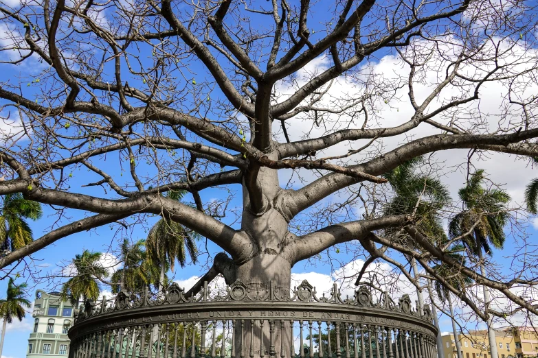 a gate that is surrounded by trees with no leaves