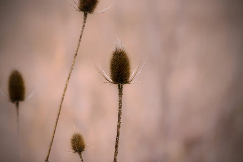 three dead weeds in a field with soft focus