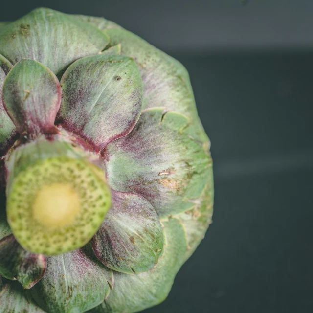 a plant with several different stages of blooming on it