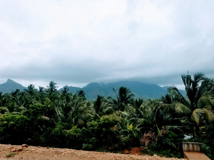 lush palm trees surround a road on a cloudy day