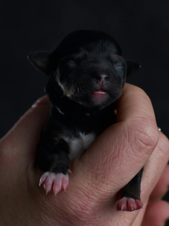 a small black dog is laying down on a hand