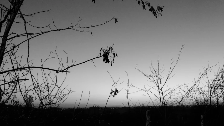 a group of birds flying around trees on a cloudy day