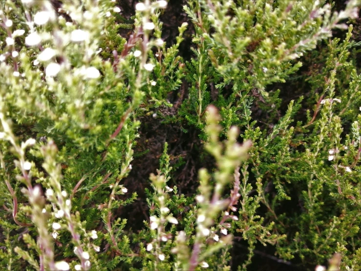 some green plants and white flowers near one another