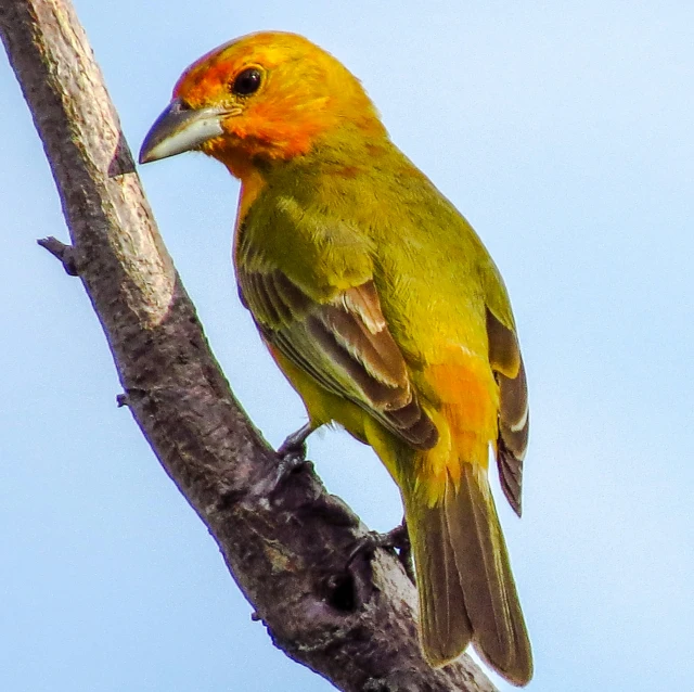 a bird with a yellow on its head sitting on a tree nch