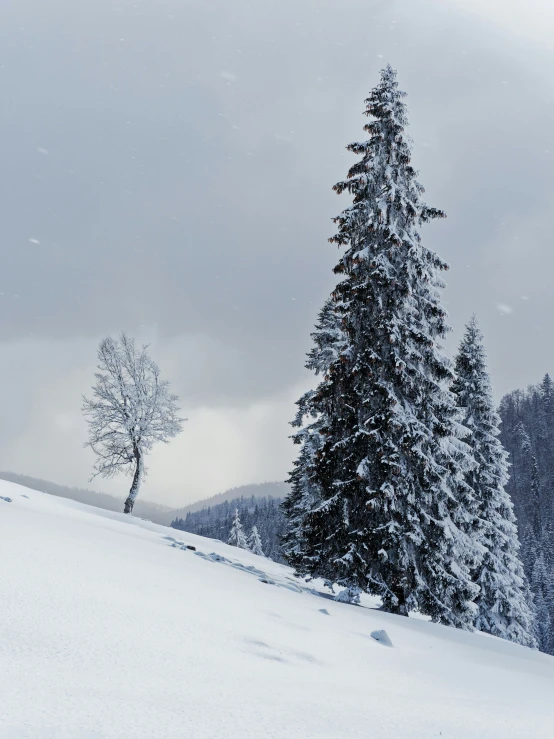 snow covered ground with small trees on top