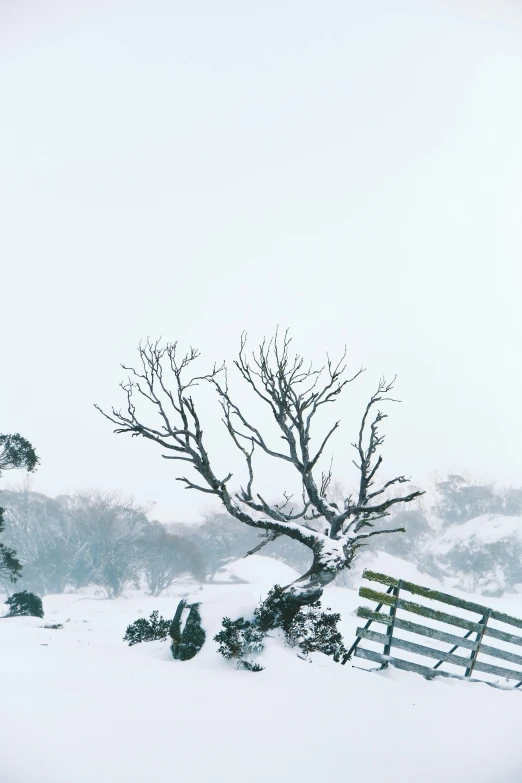 a single tree sits atop the snow covered ground