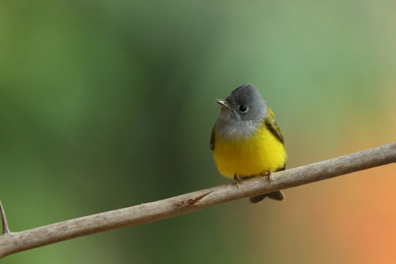 a small yellow and gray bird sitting on a nch