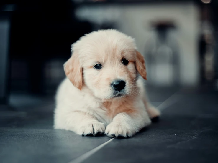 a puppy laying on the floor looking at the camera