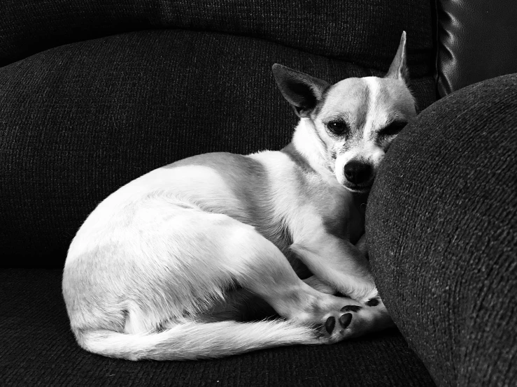 a dog that is laying down on a couch