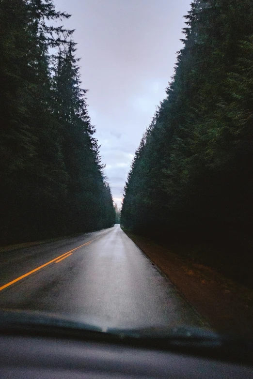 road with many trees on both sides with wet tire