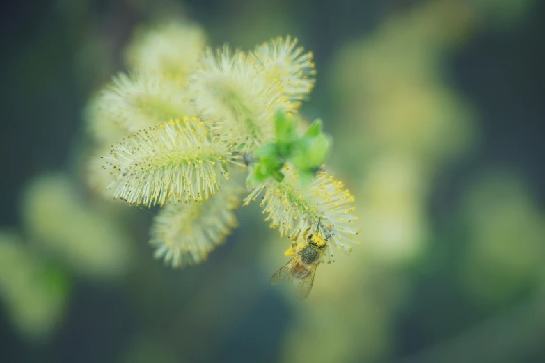 a view of a small insect on a plant