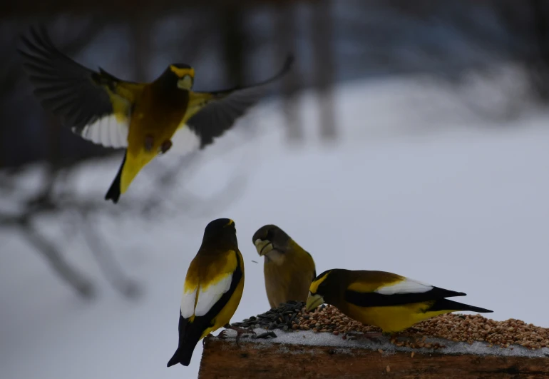 a group of birds are sitting on a wood post in the snow