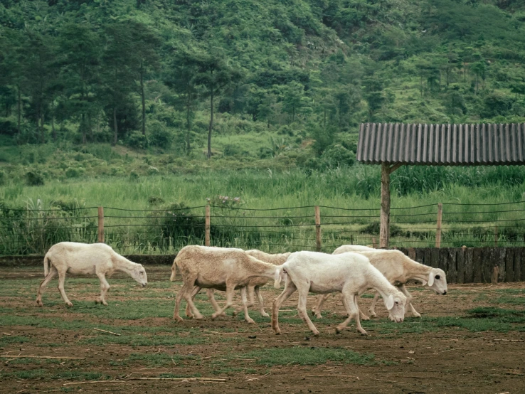 some white animals are grazing in the grass