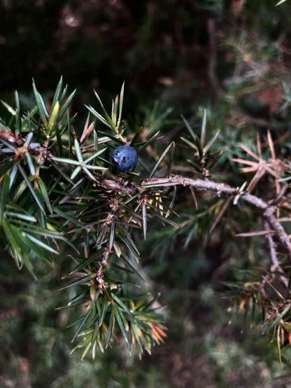 a tiny blue bug sits on a nch