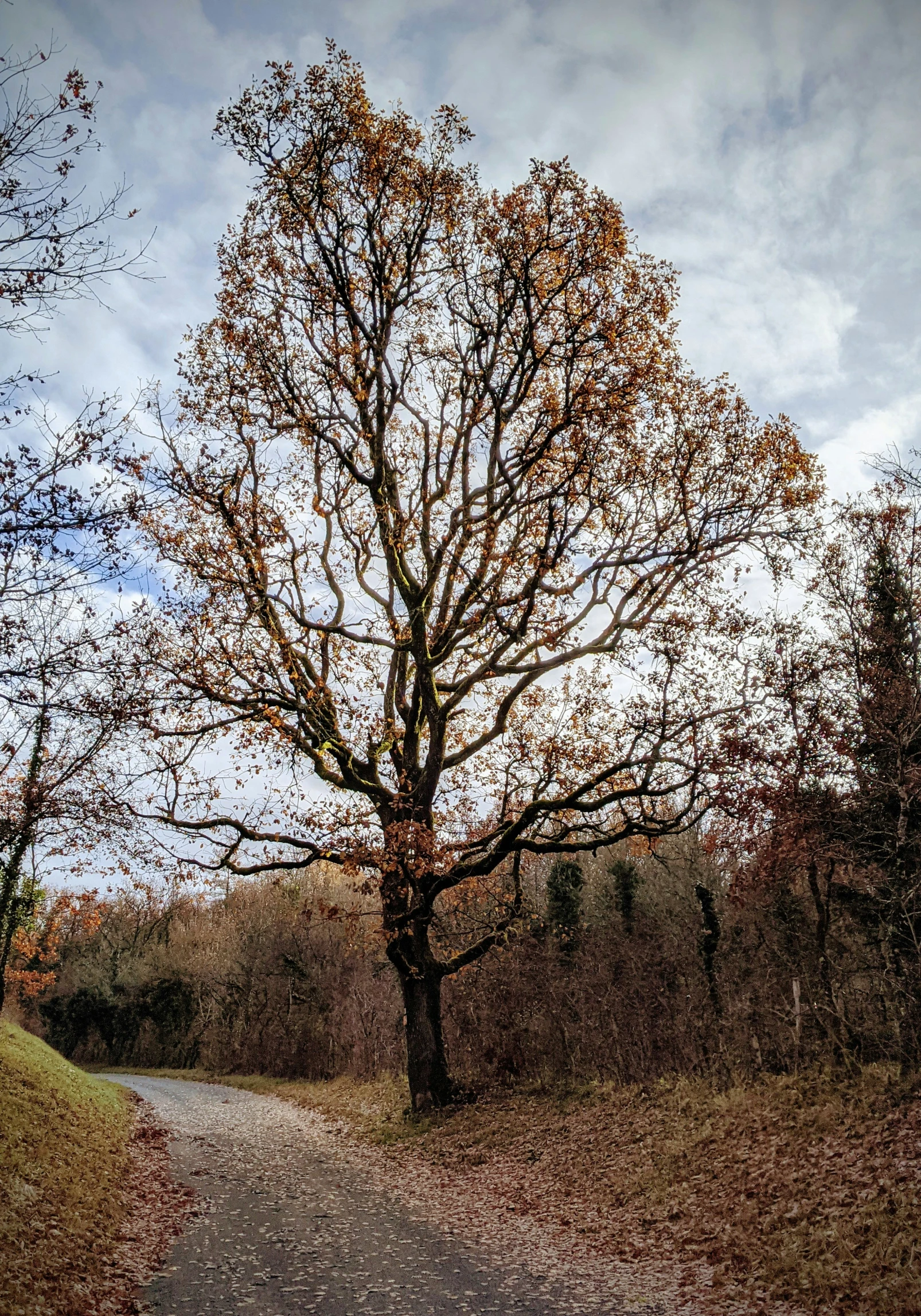 a leafless tree standing in a grassy area next to a dirt road