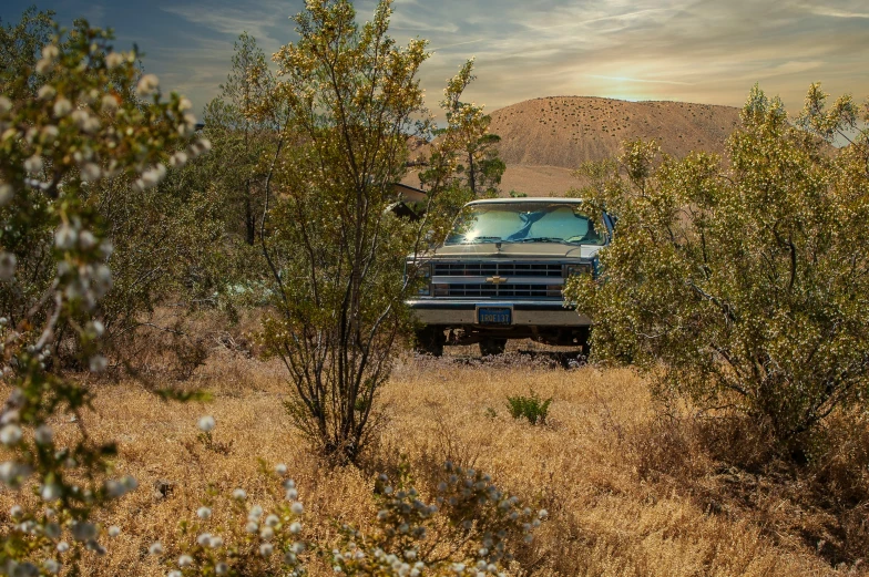 old truck in the desert surrounded by small trees