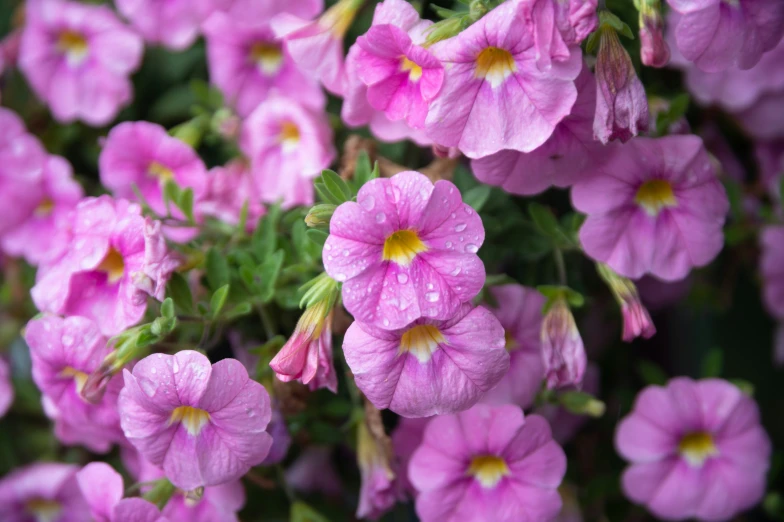 several pink flowers are grouped together in bloom