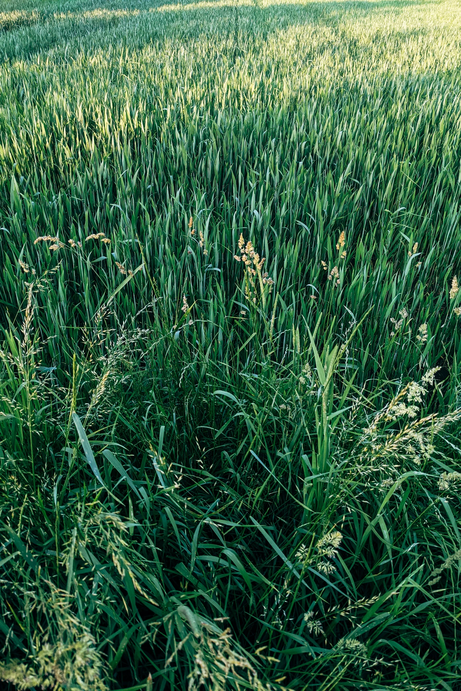 the grass is in full bloom near a fence