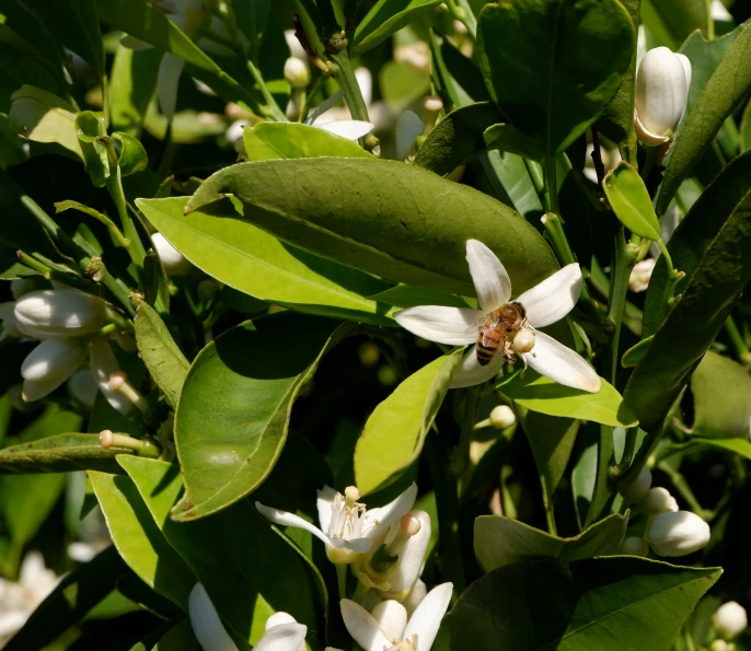 a close up of flowers and green leaves