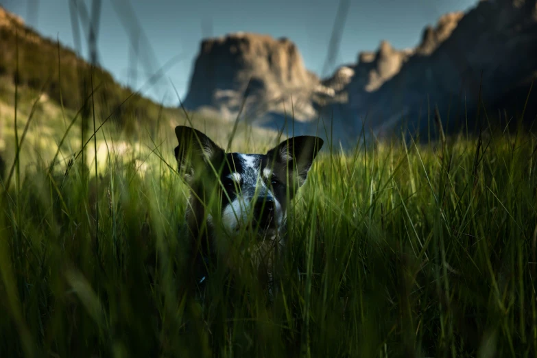 a dog is looking out from the tall grass