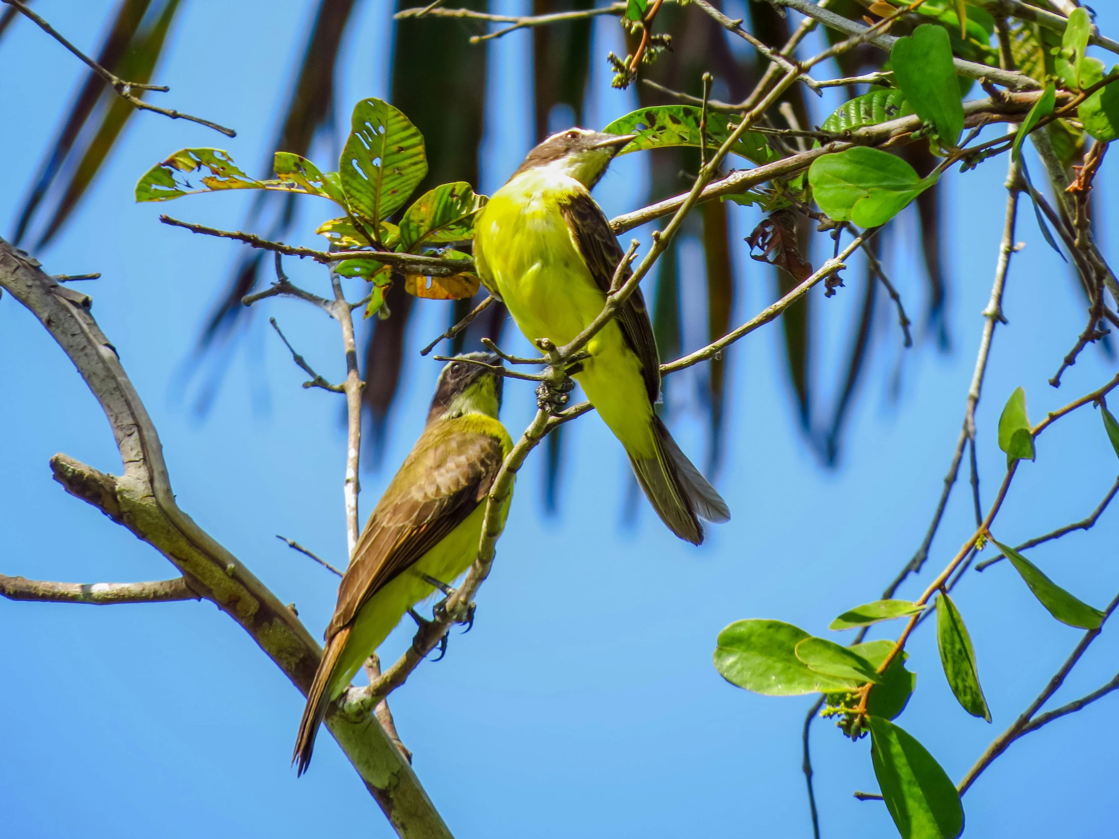 two brown and yellow birds sitting on a tree nch