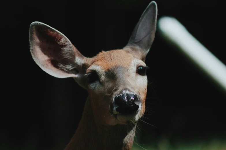 a close - up of a deer looking at the camera