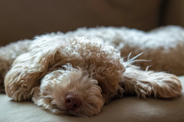 this is a picture of a dog that is asleep