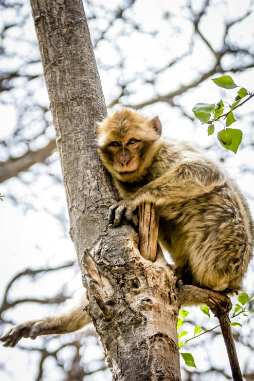 the small monkey is clinging onto a large tree