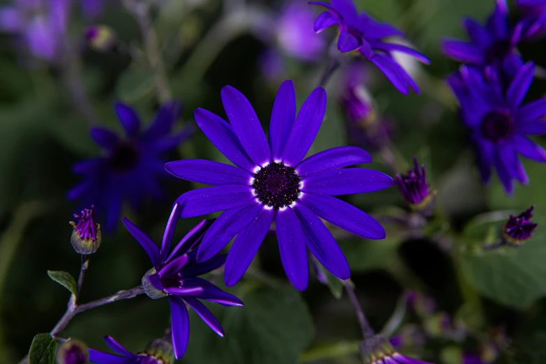 purple flowers with green leaves are close up