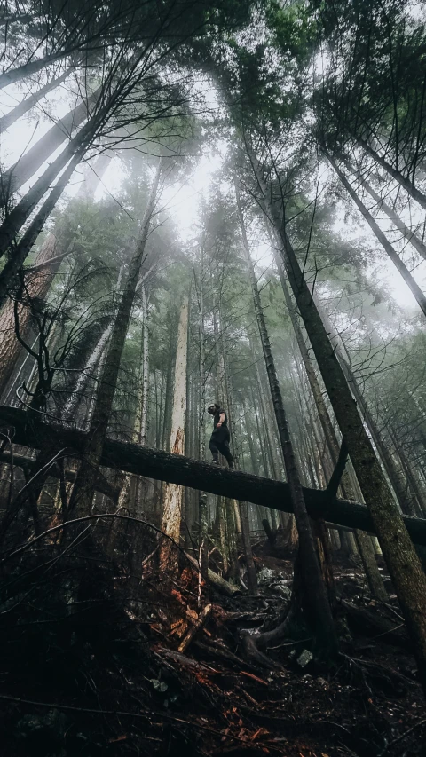 person standing on a fallen down tree in a forest