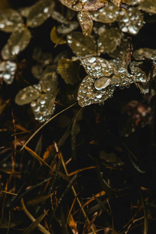 a cluster of leaves with some water droplets on them