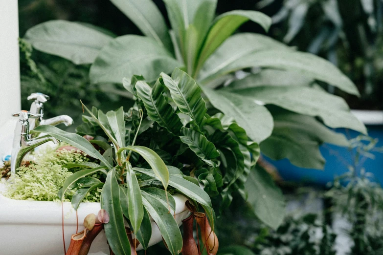 a garden sink filled with green plants