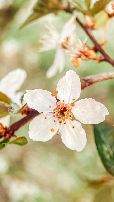 a small flower grows on a tree nch