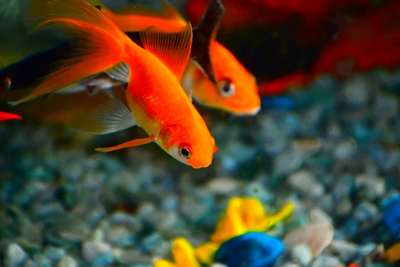 two orange fish swimming next to each other