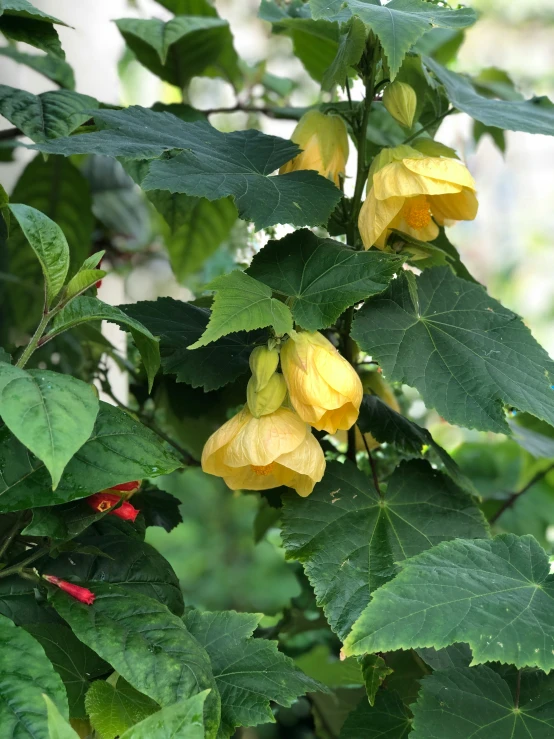 yellow flowers on a tree in a garden