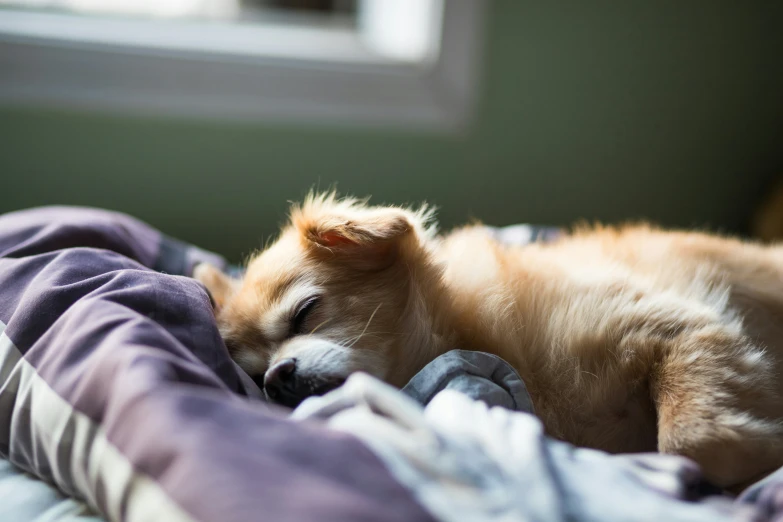 a puppy with its head resting on top of a blanket