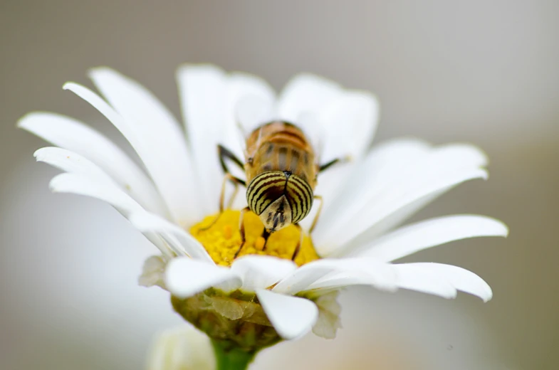 a bee that is sitting on a flower