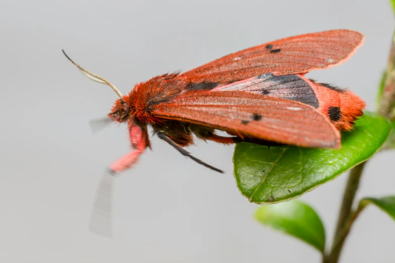 a close up of an orange and black moth