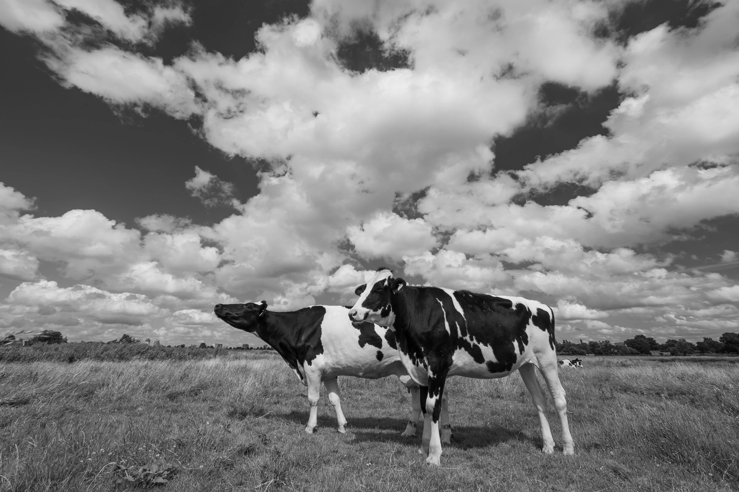 two cows standing next to each other on a lush green field