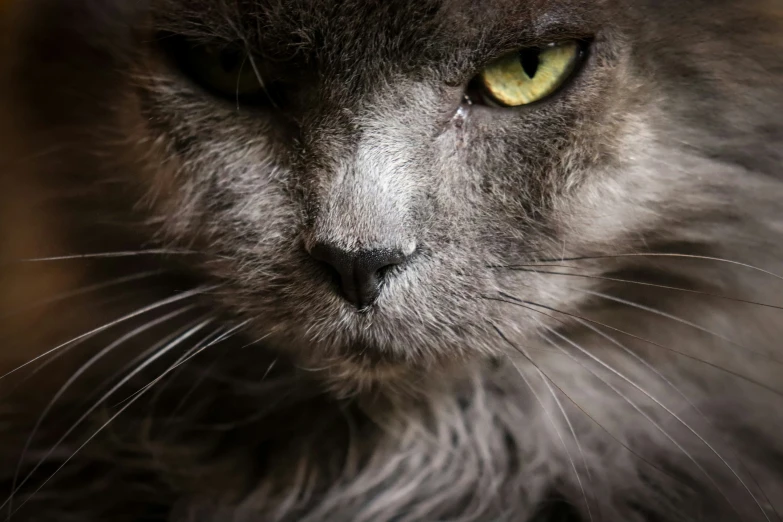 an eye view of the head of a black cat