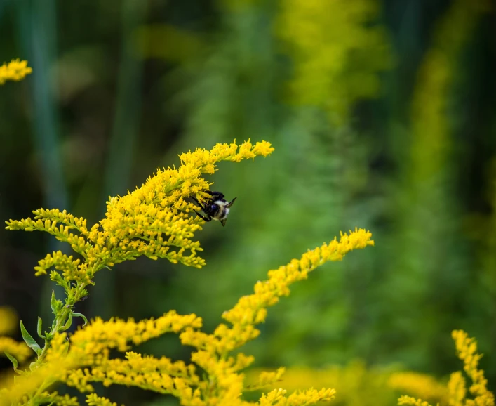 a bee on some plants in the wild