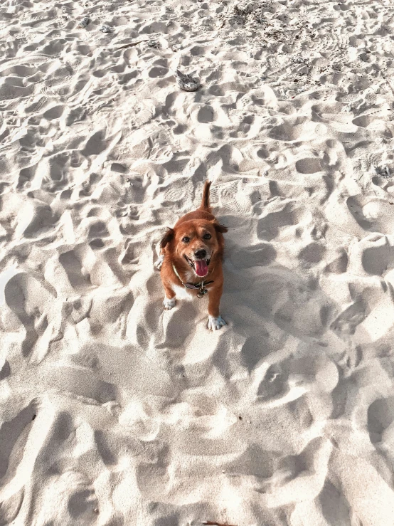 a small dog in the sand on a beach