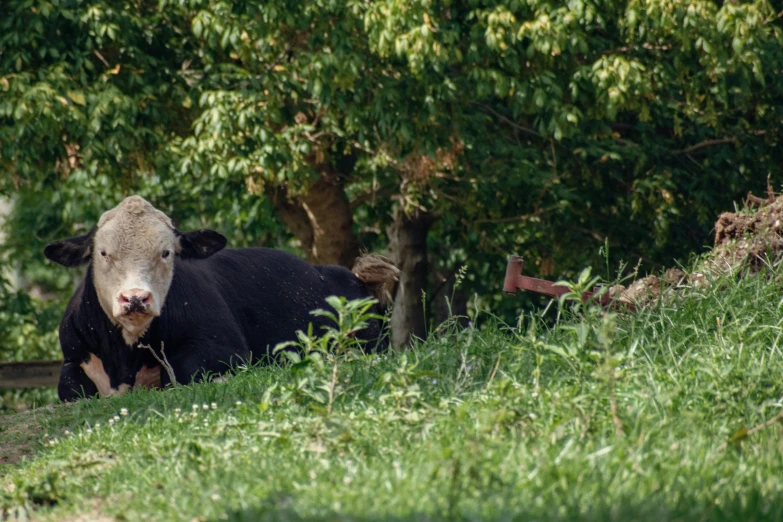 a cow sitting on the ground in front of trees