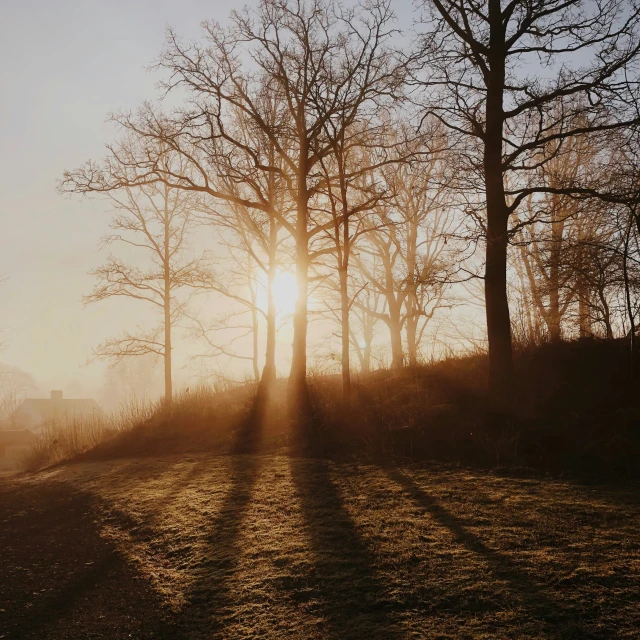 the sun is shining through the bare trees