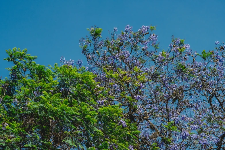the treetops are full of green and purple flowers
