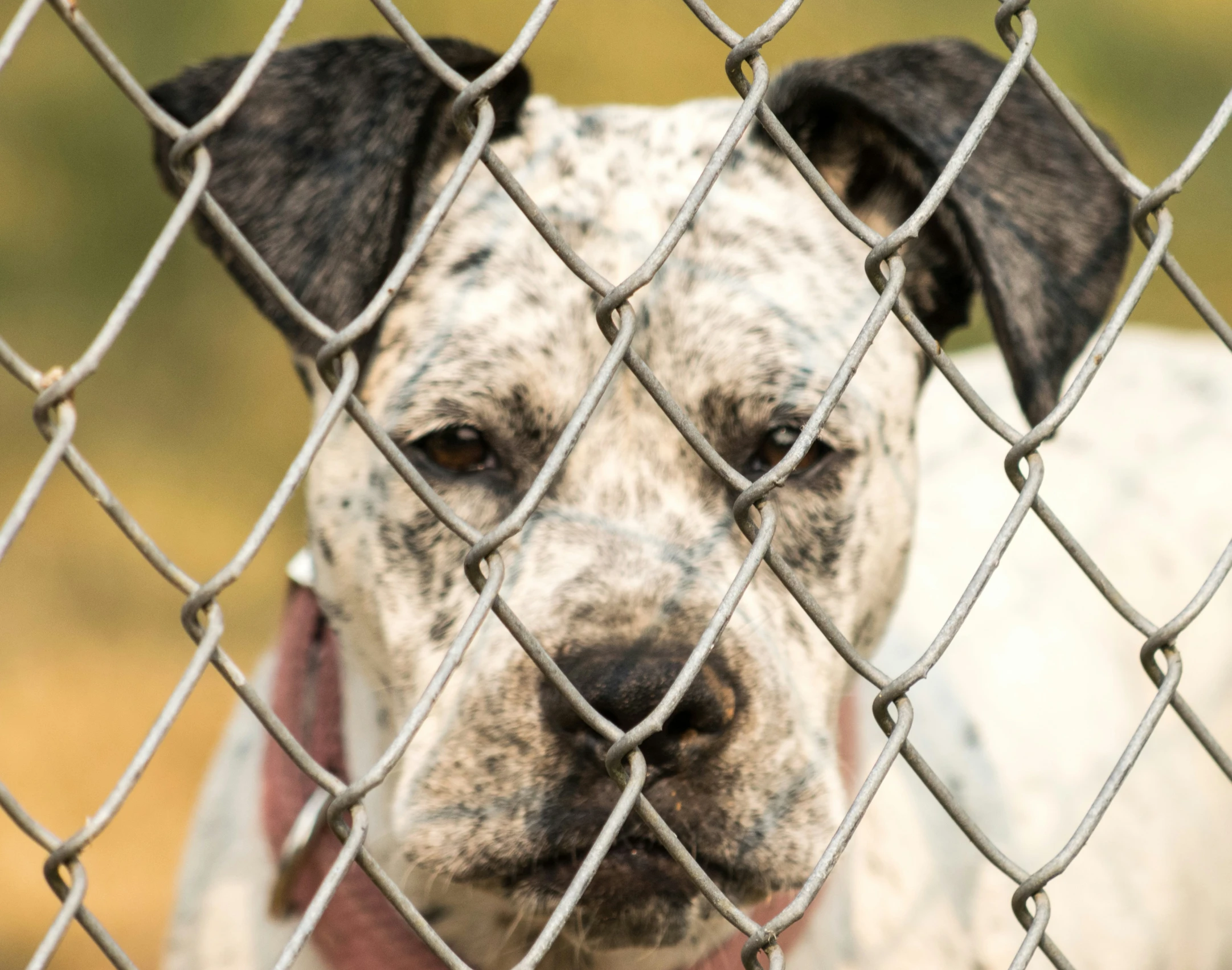 a black and white dog is on the fence