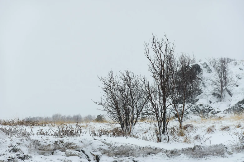 the snow is falling on the trees in the field