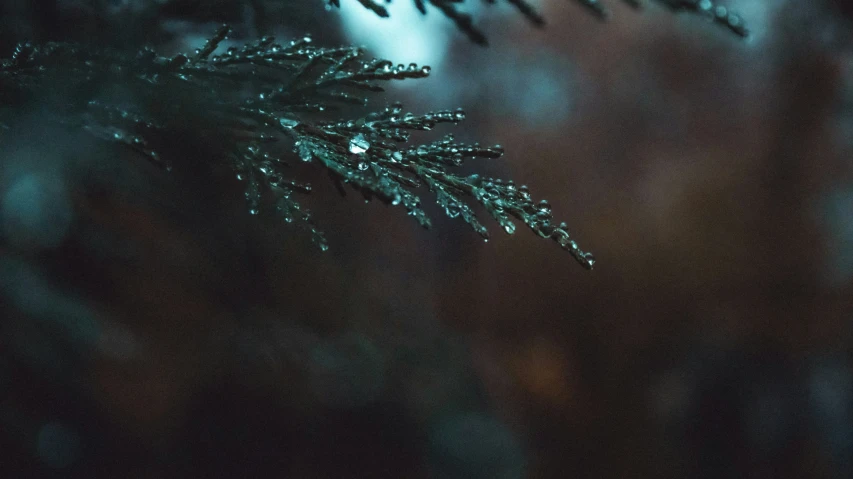 the nches of a fir tree that is blurry and green