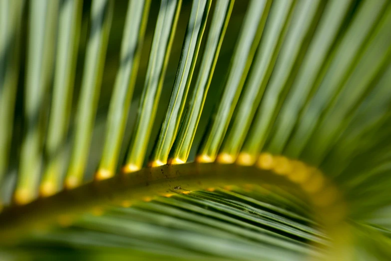 a closeup image of the green stems of a palm tree