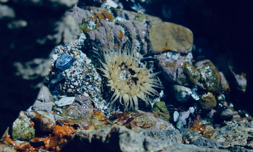 sea star spikkled with algae amongst rocks